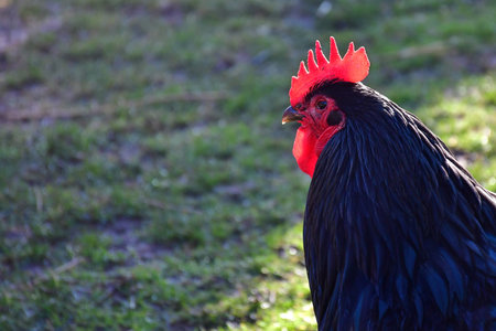 rooster in a German garden