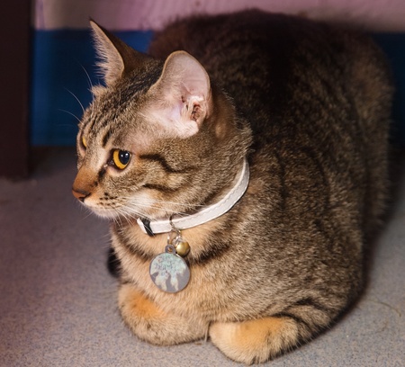 lie catの写真素材