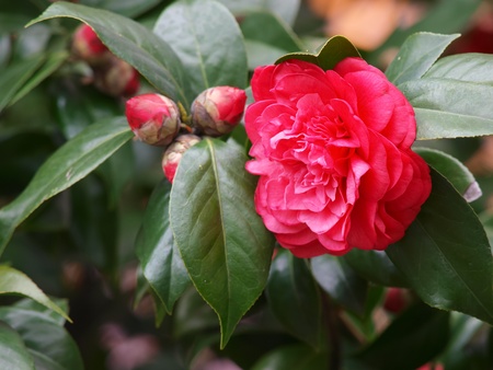 camelliaの写真素材