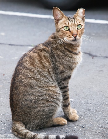 catの写真素材