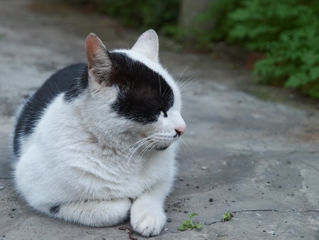 beautiful  cat lying の写真素材