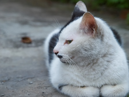 beautiful  cat lying の写真素材