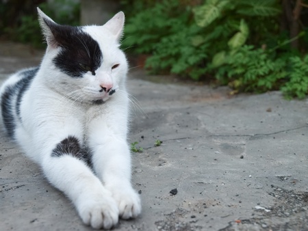 beautiful  cat lying の写真素材