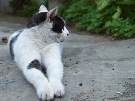 beautiful  cat lying の写真素材