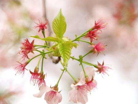 CHERRY FLOWER