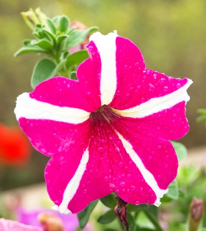 flowerの写真素材
