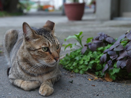 catの写真素材