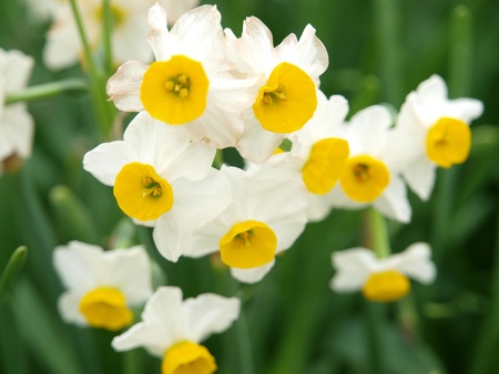 flowerの写真素材