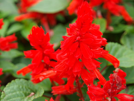 flowerの写真素材