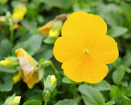 yellow flowerの写真素材