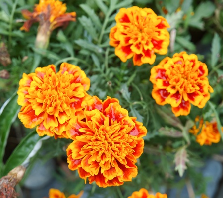 flowerの写真素材