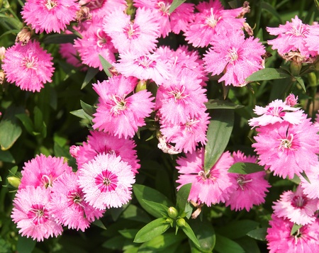 flowerの写真素材