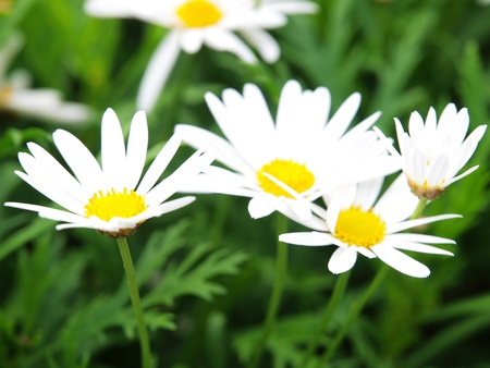 flowerの写真素材