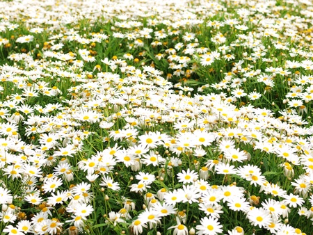 flowerの写真素材