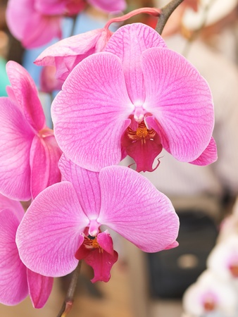 flowerの写真素材