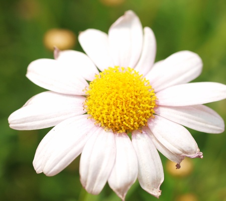 flowerの写真素材