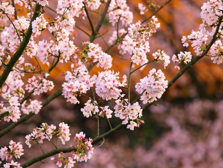 Pink Cherry Blossom の写真素材