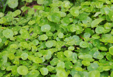 green leave