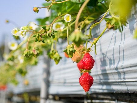 strawberryの写真素材