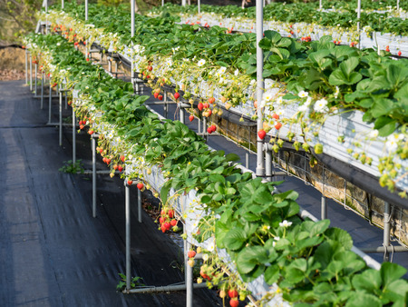 strawberryの写真素材
