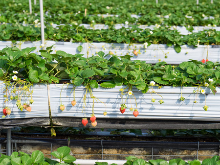 strawberryの写真素材