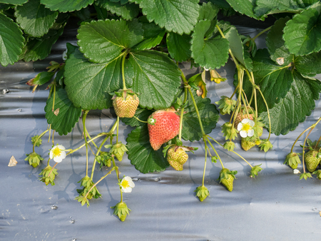 strawberryの写真素材