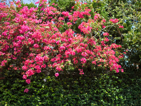 Pink Bougainvillea flowerの写真素材