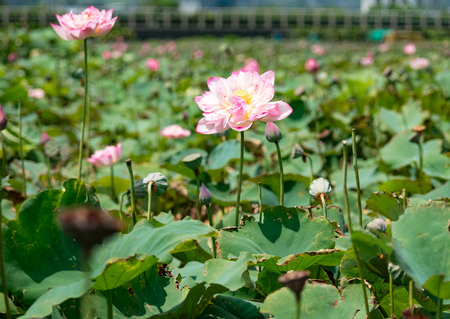 blooming lotus flowerの写真素材