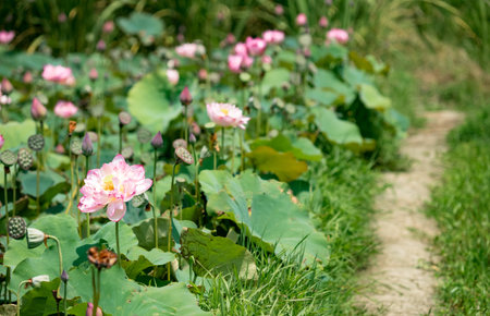 blooming lotus flowerの写真素材