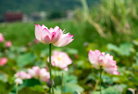blooming lotus flowerの写真素材