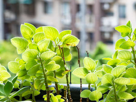 Closeup nature view of green leafの写真素材