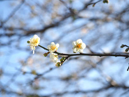 close up plum tree blossom in a golden sunset light with soft and dreamy backgroundの写真素材