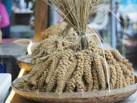 The crops of millet for aborigines in Taiwanの写真素材