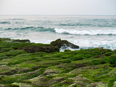 View of Laomei Green Reef (Stone troughs) at New Taipei City. Green algae on the sea groove (Sea erosion ditch) only in April and May.の写真素材