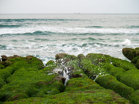 View of Laomei Green Reef (Stone troughs) at New Taipei City. Green algae on the sea groove (Sea...