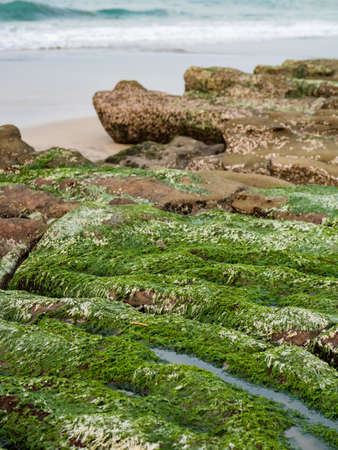View of Laomei Green Reef (Stone troughs) at New Taipei City. Green algae on the sea groove (Sea erosion ditch) only in April and May.の写真素材