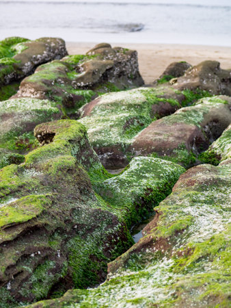 View of Laomei Green Reef (Stone troughs) at New Taipei City. Green algae on the sea groove (Sea...