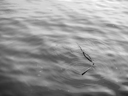 Dead branches in the waterの写真素材