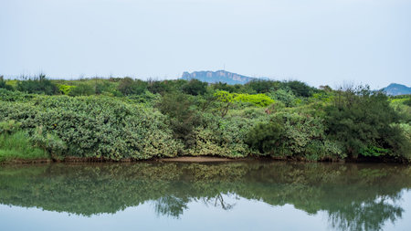 forest river water landscape scene