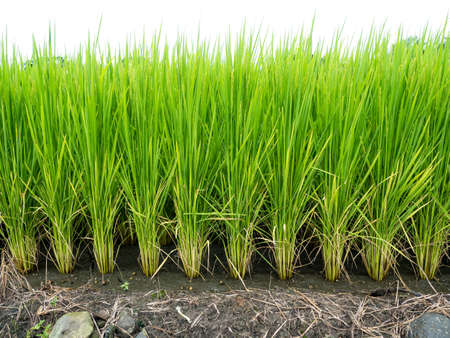 Rice farmの写真素材