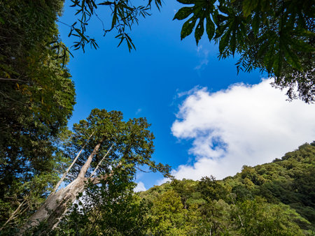 Red cypress trees in Taiwan.の写真素材