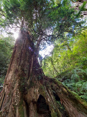 Red cypress trees in Taiwan.の写真素材