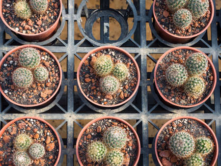 Colorful background of succulent plantsの写真素材