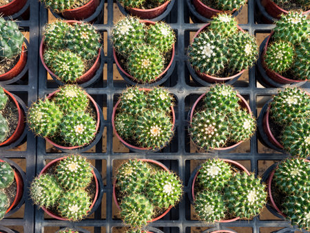 Colorful background of succulent plants