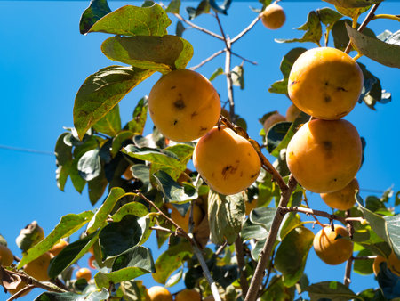Branches of a tree with ripe persimmon fruits on a sunny day