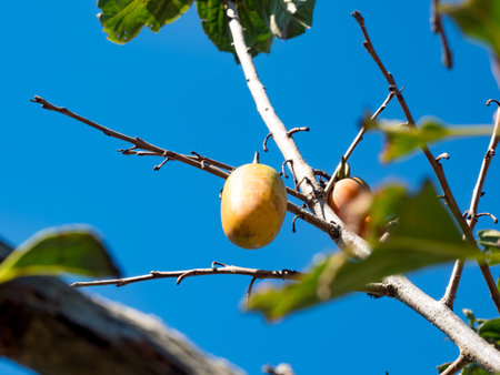 Branches of a tree with ripe persimmon fruits on a sunny day