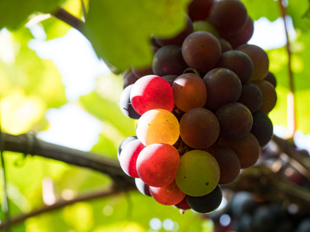 fresh grapes on vine at wineyard before harvesting.の写真素材