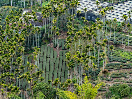 Beautiful tea garden rows scene isolated, design concept for the tea product.の写真素材