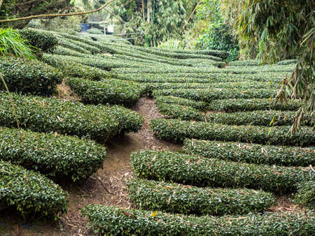 Beautiful tea garden rows scene isolated, design concept for the tea product.の写真素材