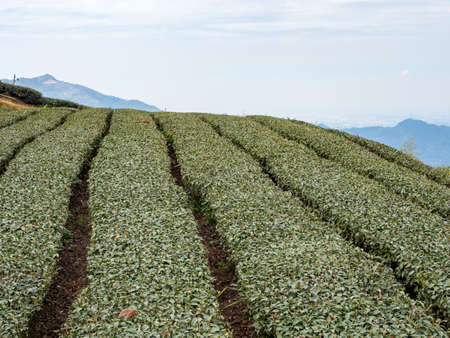 Beautiful tea garden rows scene isolated, design concept for the tea product.の写真素材